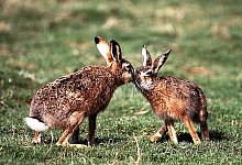 Paarungszeit bei den Feldhasen. Nach rund sechs Wochen kommen die Jungen zur Welt. - DJV