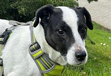 rocky3_0424 - Tierheim Detmold