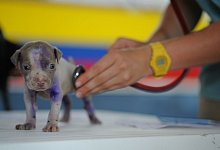 Fast nichts geht mehr in der Bielefelder Tierklinik. - Symbolfoto