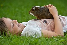 Geliebte Meerschweinchen - Verwendung weltweit, usage worldwide