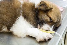 Welpe am Tropf - Puwadol Jaturawutthichai/Stockdevil/Stocklib