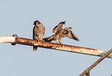 Nistk&auml;sten Falken - S. Wolf