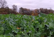 Feld mit Raps - Johanna Thiel