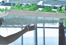 aeroframe-baby-greens-freya - Freya Cultivation Systems Kaunas