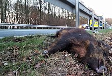Wildschwein - Symbolfoto: David Schellenberg