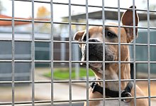 Bundeslandwirtschaftsminister &Ouml;zdemir besucht Tierheim - Bernd Wei&szlig;brod