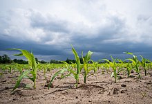 Maisanbau - junge Maispflanzen mit Unwetterwolken im Hintergrund aus der Froschperspektive fotografiert. - picture alliance / Countrypixel