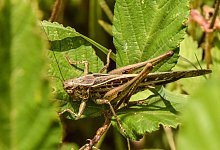 westliche-beischrecke_0726_rha - R&uuml;diger Haase