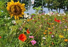 Bl&uuml;hwiesen - Nadine Uphoff