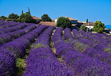 Ein unfassbar sch&ouml;ner Anblick: Lavendelfelder in der Haute Provence &ndash; fotografiert von Peter Kaiser. Foto: Peter Kaiserausstellung_kaiser - Peter Kaiser