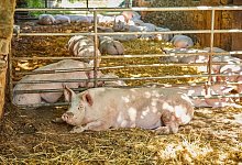 Schweinemast - Bildrechte: K&uuml;hn-Avenhaus GbR