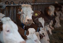 Rinderstall - Verwendung weltweit