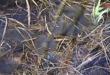 NL EX Entstehung Amphibienteich - Landesverband Lippe