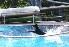 hundeschwimmen - Stadtwerke Bad Salzuflen