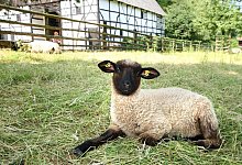 dt-schafe-freilichtmus55933 - LWL / Stuke