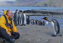 rommel-konigspinguine-auf-sud-georgien-antarktis-2022b - Christian Rommel