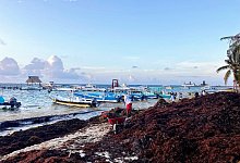 Braunalgen beeintr&auml;chtigen den Tourismus in Yucat&aacute;n - Thomas M&uuml;ller