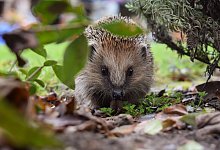 Igel - Hundankbar/Pixabay