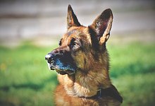 Am vergangenen Wochenende wurden im Kreis H&ouml;xter mehrere Hunde teils mit einer Wunde am Hals aufgefunden. Die Polizei ermittelt. - Symbolbild: Pixabay