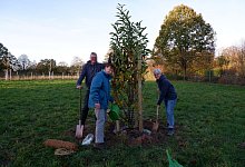 Hochzeitswald - Lorraine Brinkmann