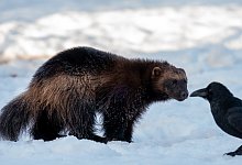 img_0009 - Wolfgang Sch&auml;fer