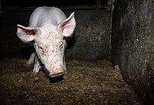 152_02 - Deutsches Tierschutzb&uuml;ro