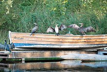 kormorane_kurparksee_badsalzuflen_300dpi - 1 - Ute Kronshage