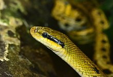 Sch&ouml;nnatter - Symbolbild: Pixabay