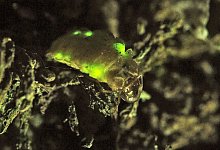 div-170622-3-gluhwurmchen - Robin J&auml;hne