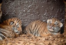 Tigerzwillinge im Tierpark Str&ouml;hen - Susanne Ismer/Tierpark Str&ouml;hen/dpa
