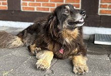 Hund Struppi - Karlotta Hensch