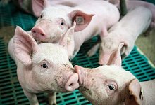 piglet-4133939_1280 - Symbolfoto/ Pixabay