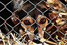 animal-welfare-1116215_1280 - Symbolbild: Pixabay/Alexas_Fotos