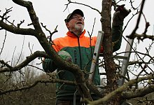 Obstbaumschnitt - Nico D&uuml;llmann