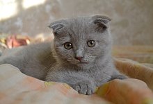 scottish-fold-gdd8b4bd5b_1920 - Pixabay