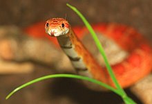 Eine Kornnatter ist in der Nacht in einem Schlafzimmer in G&uuml;tersloh gefunden worden. - Symbolbild: Pixabay