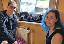 Katzenrettung - Freya K&ouml;hring