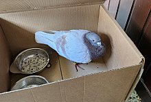 Taube - Christina Hau&szlig;