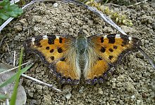 grosser-fuchs-hans-dudler - Hans Dudler/NABU