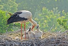 210614-weistorcheschlobrake3 - Landesverband Lippe