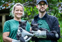 Nachwuchs Silberf&uuml;chse - Sarah Jonek Fotografie