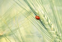 marienkafer-heike-reineke - HEIKE REINEKE