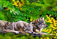 Die W&ouml;lfe geh&ouml;ren zu den Tieren in Olderdissen, die viel Ruhe und wenig Besucher zu sch&auml;tzen wissen. Dann bleibt auch viel mehr Mu&szlig;e f&uuml;r ein kleines Nickerchen. - Sarah Jonek