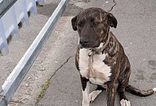 e-hundmarktkaufneu - 1 - Marktkauf