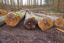 schadbuchen_-2 - Landesverband Lippe