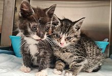 katzenschutz_dtschb_kitten_tierschutzverein-muhlhausen-uu-ev-1 - Tierschutzverein M&uuml;hlhausen u.U. e.V