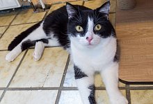 kurt-2 - Tierheim Eichenhof