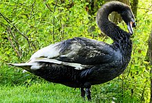 &Ouml;lverschmierteSchw&auml;ne - Christoph Jahn