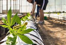 Neues Cannabis-Gesetz - Symbolbild: Pixabay