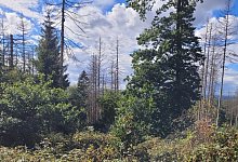 Stadtwald Lemgo - 1 - Alexander von Leffern